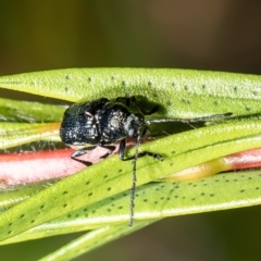 Aporocera (Aporocera) scabrosa (Leaf beetle) at Macgregor, ACT - 29 Nov 2021 by Roger