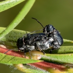 Aporocera (Aporocera) scabrosa at Macgregor, ACT - suppressed