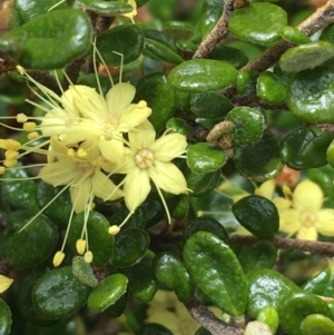 Phebalium squamulosum subsp. ozothamnoides at Mount Clear, ACT - 28 Nov 2021