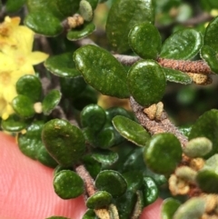 Phebalium squamulosum subsp. ozothamnoides at Mount Clear, ACT - 28 Nov 2021