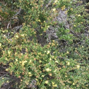 Phebalium squamulosum subsp. ozothamnoides at Mount Clear, ACT - 28 Nov 2021