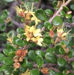 Phebalium squamulosum subsp. ozothamnoides at Mount Clear, ACT - 28 Nov 2021 01:11 PM