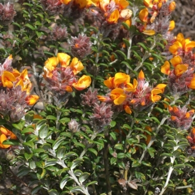 Oxylobium ellipticum (Common Shaggy Pea) at Mount Clear, ACT - 28 Nov 2021 by Ned_Johnston