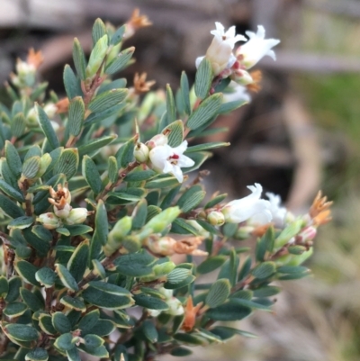 Acrothamnus hookeri (Mountain Beard Heath) at Mount Clear, ACT - 28 Nov 2021 by NedJohnston