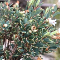 Acrothamnus hookeri at Mount Clear, ACT - 28 Nov 2021