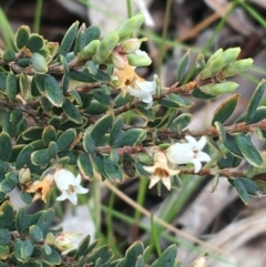 Acrothamnus hookeri at Mount Clear, ACT - 28 Nov 2021 01:45 PM