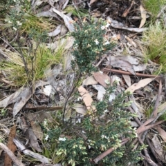 Acrothamnus hookeri at Mount Clear, ACT - 28 Nov 2021 01:45 PM