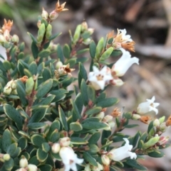 Acrothamnus hookeri at Mount Clear, ACT - 28 Nov 2021 01:45 PM