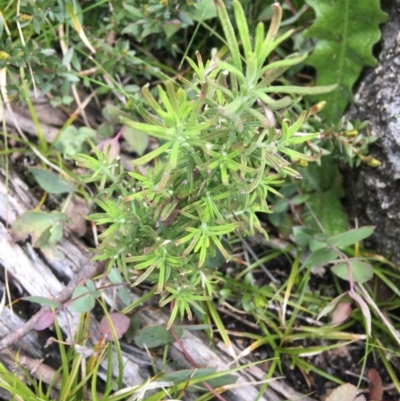 Cassinia aculeata subsp. aculeata (Dolly Bush, Common Cassinia, Dogwood) at Mount Clear, ACT - 28 Nov 2021 by NedJohnston