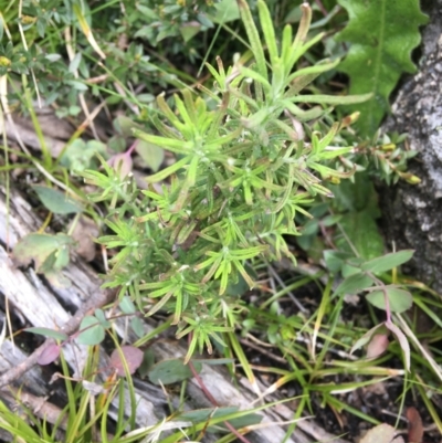 Cassinia aculeata subsp. aculeata (Dolly Bush, Common Cassinia, Dogwood) at Mount Clear, ACT - 28 Nov 2021 by Ned_Johnston