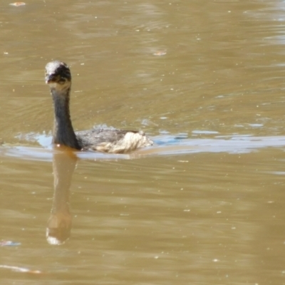 Tachybaptus novaehollandiae (Australasian Grebe) at Jerrabomberra, ACT - 29 Nov 2021 by CallumBraeRuralProperty