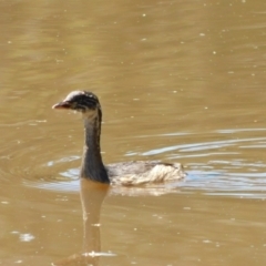 Tachybaptus novaehollandiae at Jerrabomberra, ACT - 29 Nov 2021