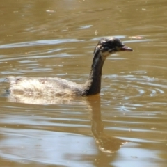 Tachybaptus novaehollandiae at Jerrabomberra, ACT - 29 Nov 2021