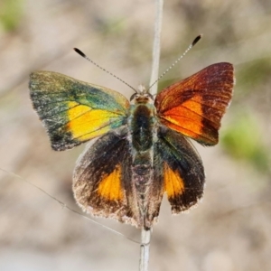 Paralucia aurifera at Paddys River, ACT - 29 Nov 2021