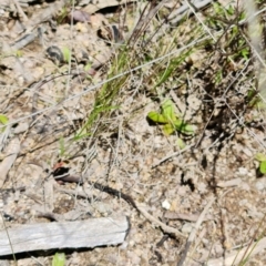 Paralucia aurifera at Paddys River, ACT - 29 Nov 2021