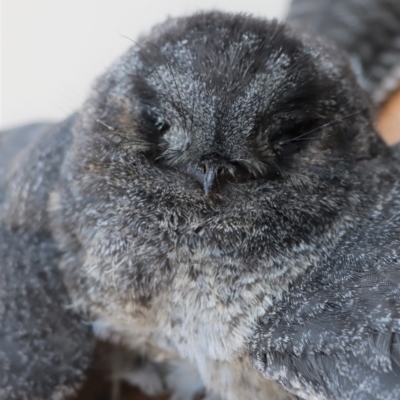 Aegotheles cristatus (Australian Owlet-nightjar) at Gundaroo, NSW - 29 Nov 2021 by Gunyijan