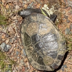 Chelodina longicollis (Eastern Long-necked Turtle) at Mount Majura - 29 Nov 2021 by abread111