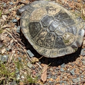 Chelodina longicollis at Hackett, ACT - 29 Nov 2021