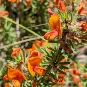 Pultenaea subspicata at Hackett, ACT - 29 Nov 2021