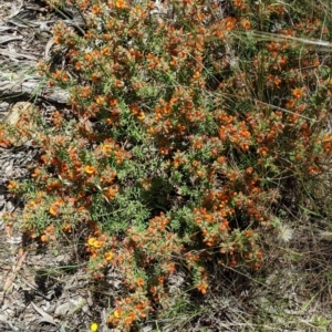 Pultenaea subspicata at Hackett, ACT - 29 Nov 2021 11:49 AM