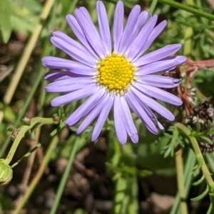 Brachyscome rigidula at Hackett, ACT - 29 Nov 2021 12:12 PM