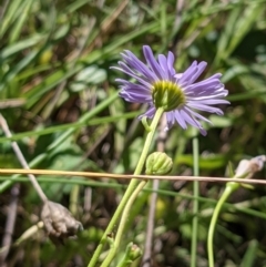 Brachyscome rigidula at Hackett, ACT - 29 Nov 2021