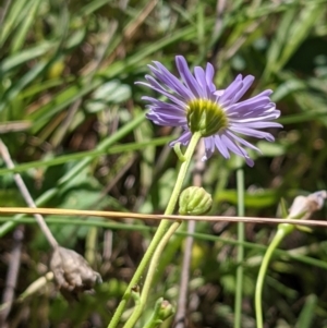 Brachyscome rigidula at Hackett, ACT - 29 Nov 2021 12:12 PM