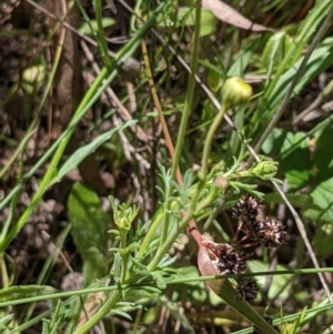 Brachyscome rigidula at Hackett, ACT - 29 Nov 2021