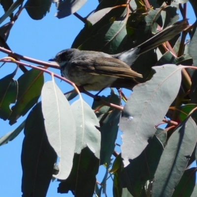 Rhipidura albiscapa (Grey Fantail) at Jerrabomberra, ACT - 29 Nov 2021 by CallumBraeRuralProperty