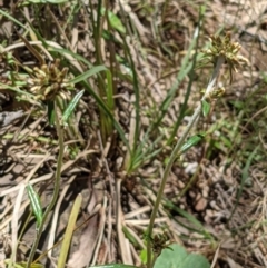 Euchiton japonicus (Creeping Cudweed) at Hackett, ACT - 29 Nov 2021 by abread111