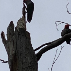 Callocephalon fimbriatum (Gang-gang Cockatoo) at Hughes, ACT - 28 Nov 2021 by KL