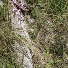 Stylidium graminifolium (Grass Triggerplant) at Hackett, ACT - 29 Nov 2021 by abread111