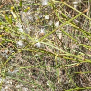 Senecio sp. at Hackett, ACT - 29 Nov 2021 12:16 PM