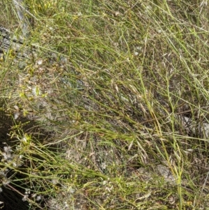 Senecio sp. at Hackett, ACT - 29 Nov 2021 12:16 PM