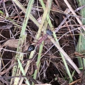 Myrmecia nigriceps at Hughes, ACT - 28 Nov 2021 10:50 AM