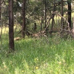 Wallabia bicolor (Swamp Wallaby) at Red Hill, ACT - 29 Nov 2021 by KL