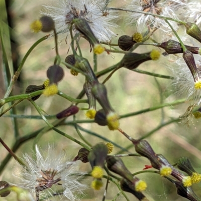 Senecio microbasis (Narrow Fireweed) at Hackett, ACT - 29 Nov 2021 by abread111