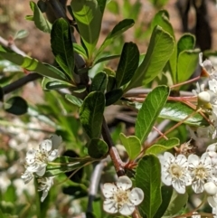 Pyracantha fortuneana (Firethorn) at Hackett, ACT - 29 Nov 2021 by abread111