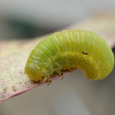 Melolonthinae sp. at Duffy, ACT - 28 Nov 2021 by AJB