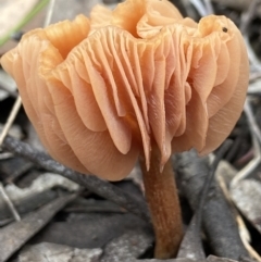 Laccaria sp. at Stromlo, ACT - 27 Nov 2021 by AJB