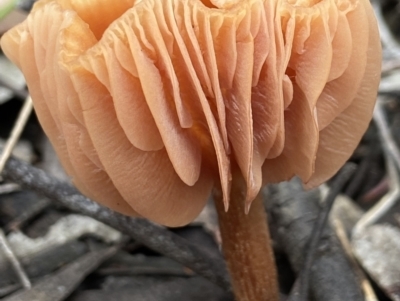 Laccaria sp. (Laccaria) at Stromlo, ACT - 28 Nov 2021 by AJB