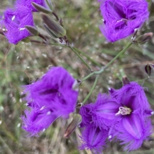 Thysanotus tuberosus at Stromlo, ACT - 28 Nov 2021 10:47 AM