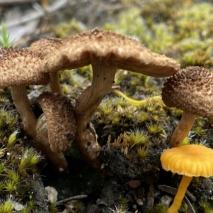 zz agaric (stem; gills not white/cream) at Stromlo, ACT - 28 Nov 2021