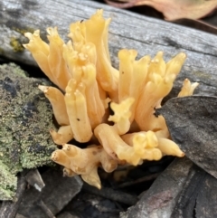 Ramaria capitata var. capitata (Pale cauliflower coral) at Stromlo, ACT - 28 Nov 2021 by AJB