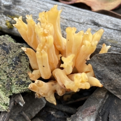 Ramaria capitata var. capitata (Pale cauliflower coral) at Stromlo, ACT - 28 Nov 2021 by AJB