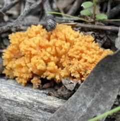 Ramaria capitata var. capitata at Stromlo, ACT - 28 Nov 2021