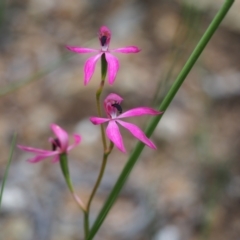 Caladenia congesta (Pink Caps) at Urila, NSW - 29 Nov 2021 by bambararick