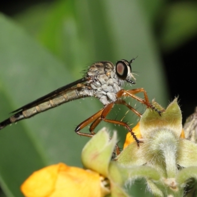 Cerdistus sp. (genus) (Slender Robber Fly) at Acton, ACT - 28 Nov 2021 by TimL