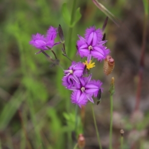 Thysanotus tuberosus at Cook, ACT - 28 Nov 2021