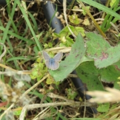 Zizina otis (Common Grass-Blue) at McKellar, ACT - 28 Nov 2021 by Birdy